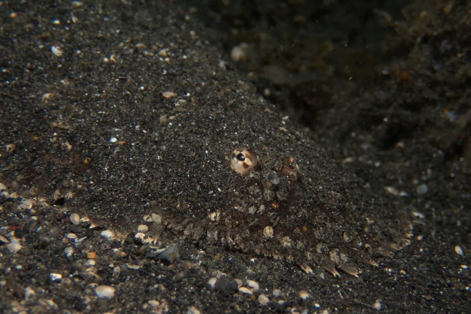 Liachirus melanospilus