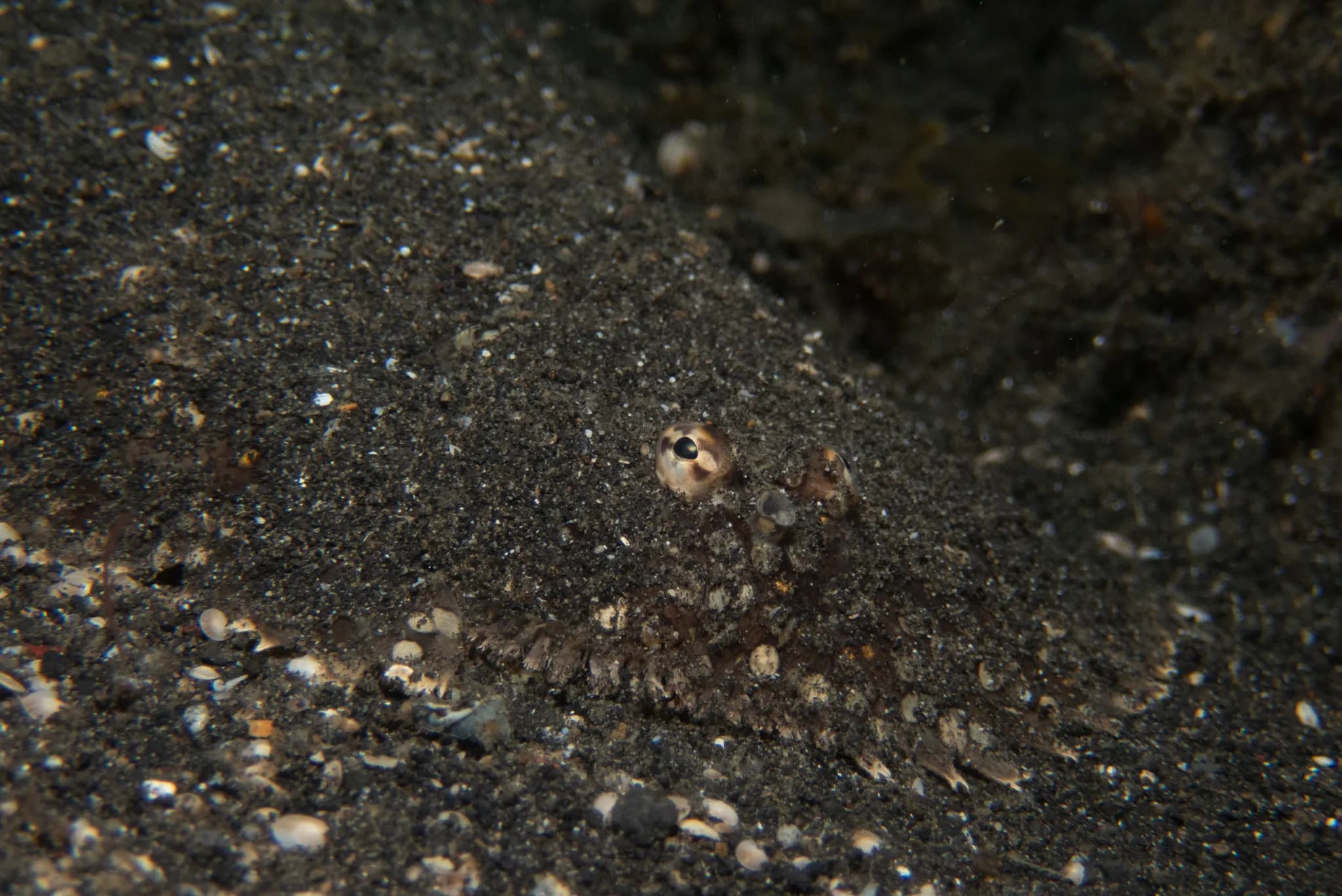 Liachirus melanospilus