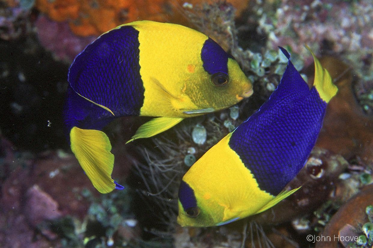 copyright Lembeh Resort