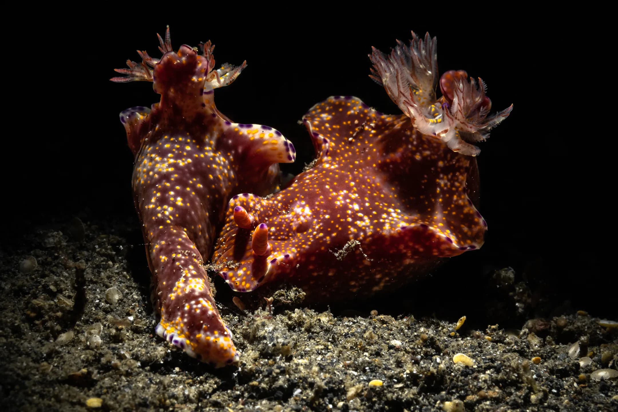 Ceratosoma trilobatum