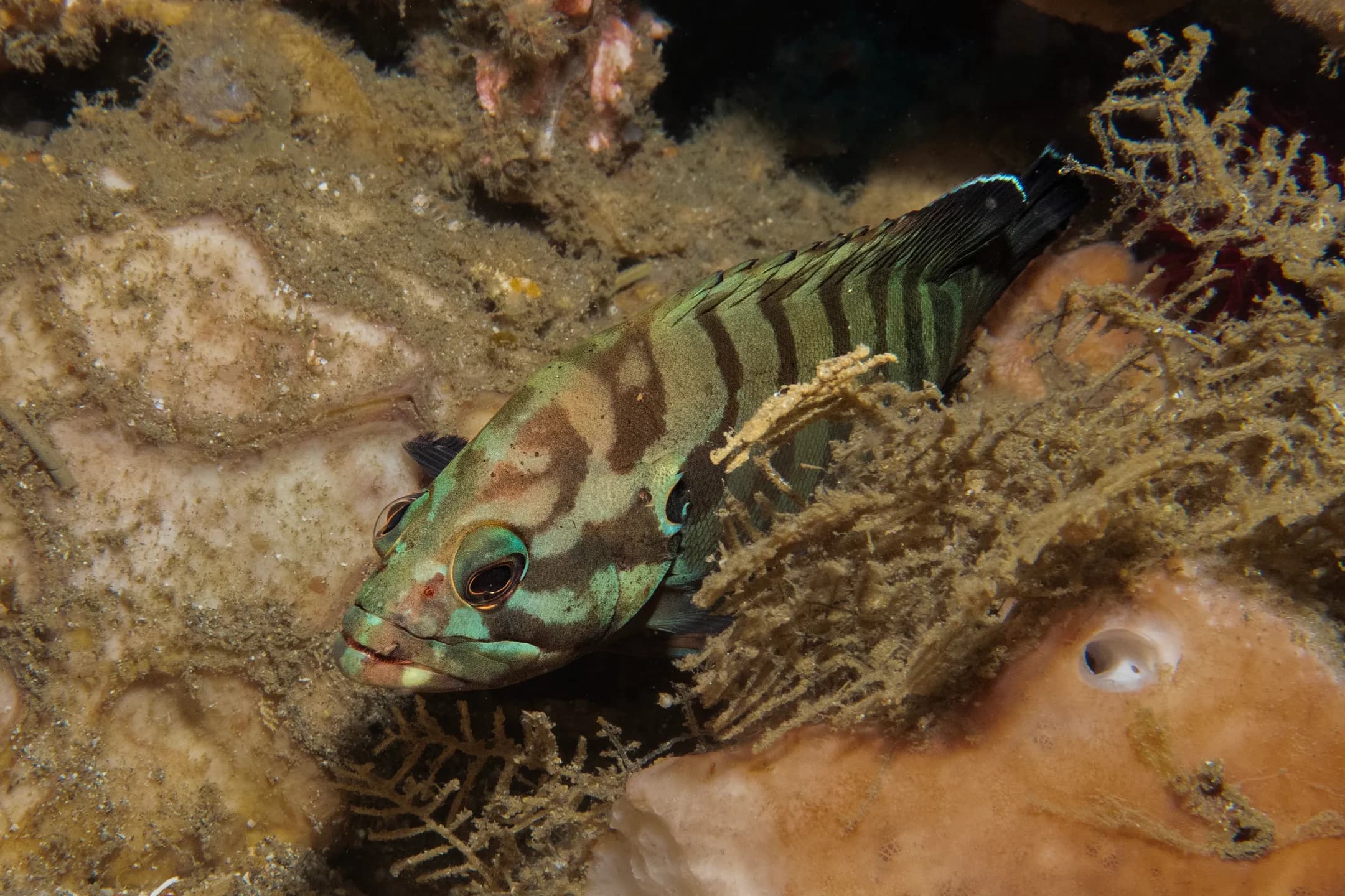 Cephalopholis boenak