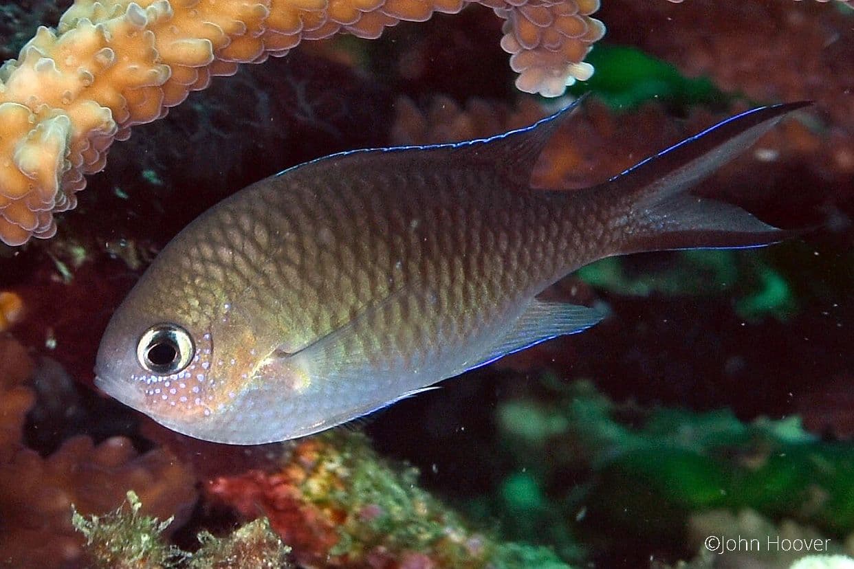 copyright Lembeh Resort