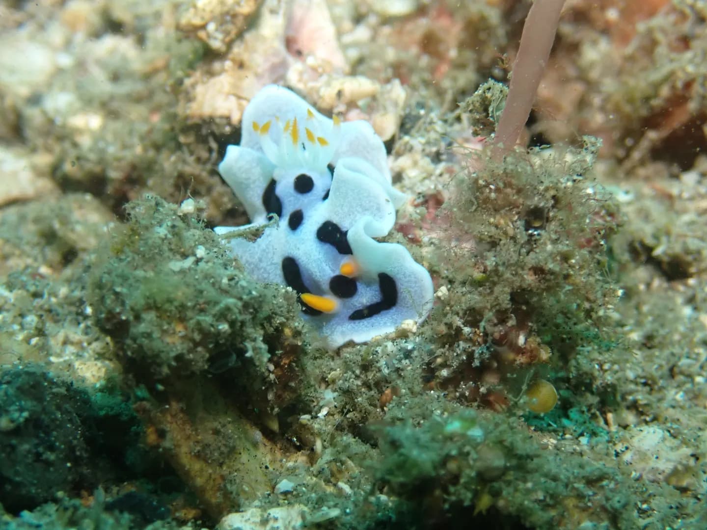 Chromodoris alcalai
