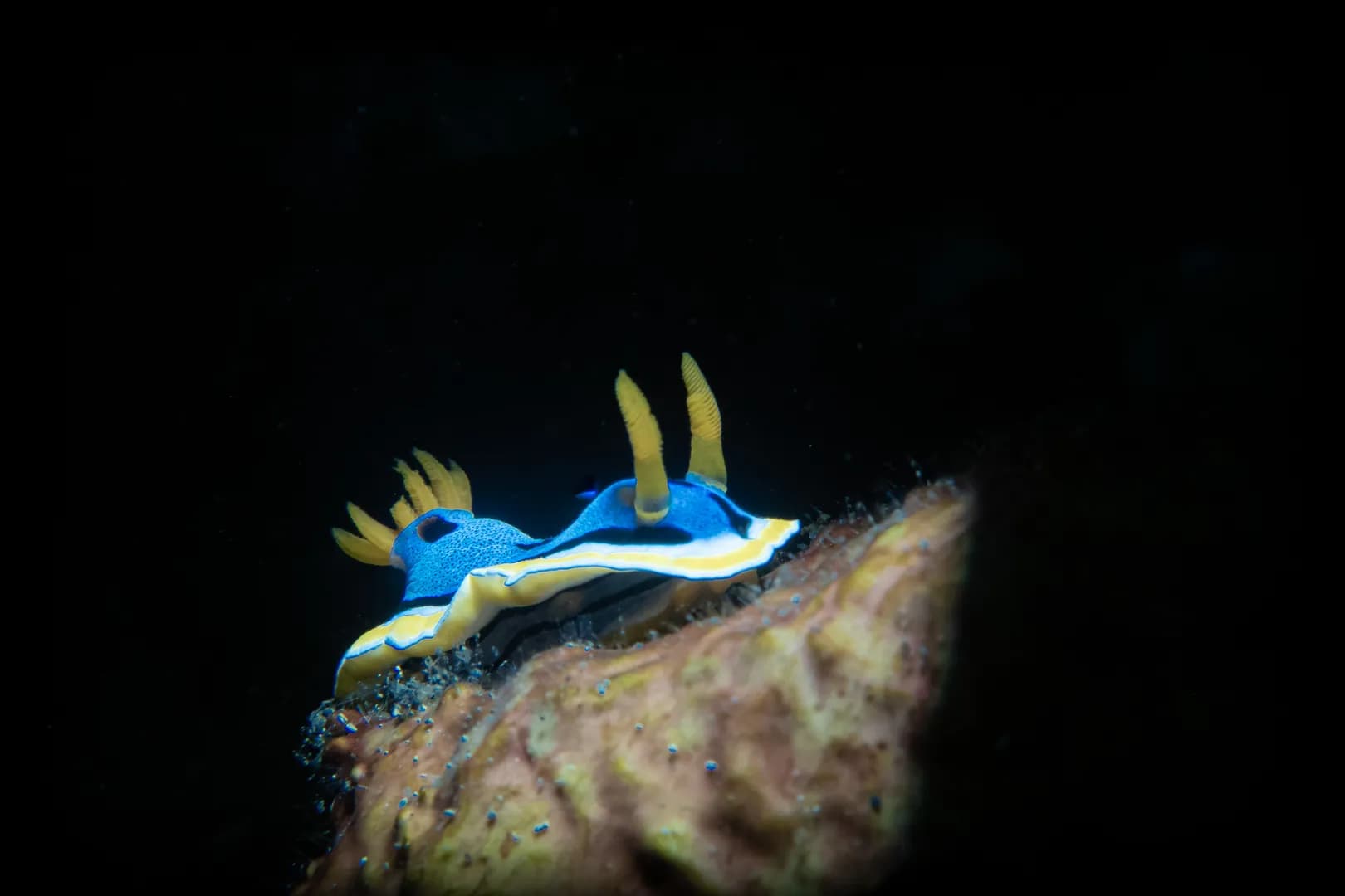 Chromodoris Annae