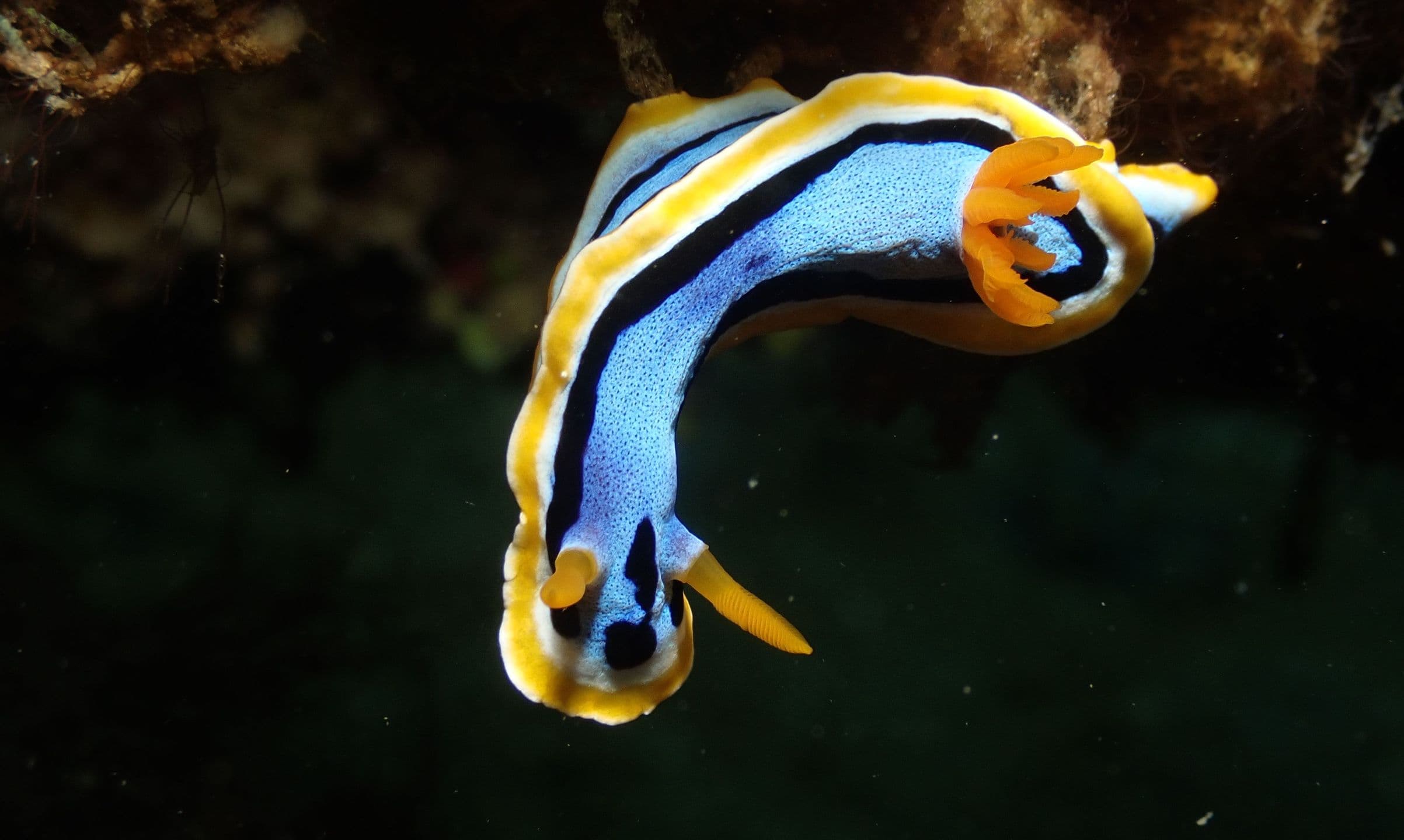 Chromodoris annae