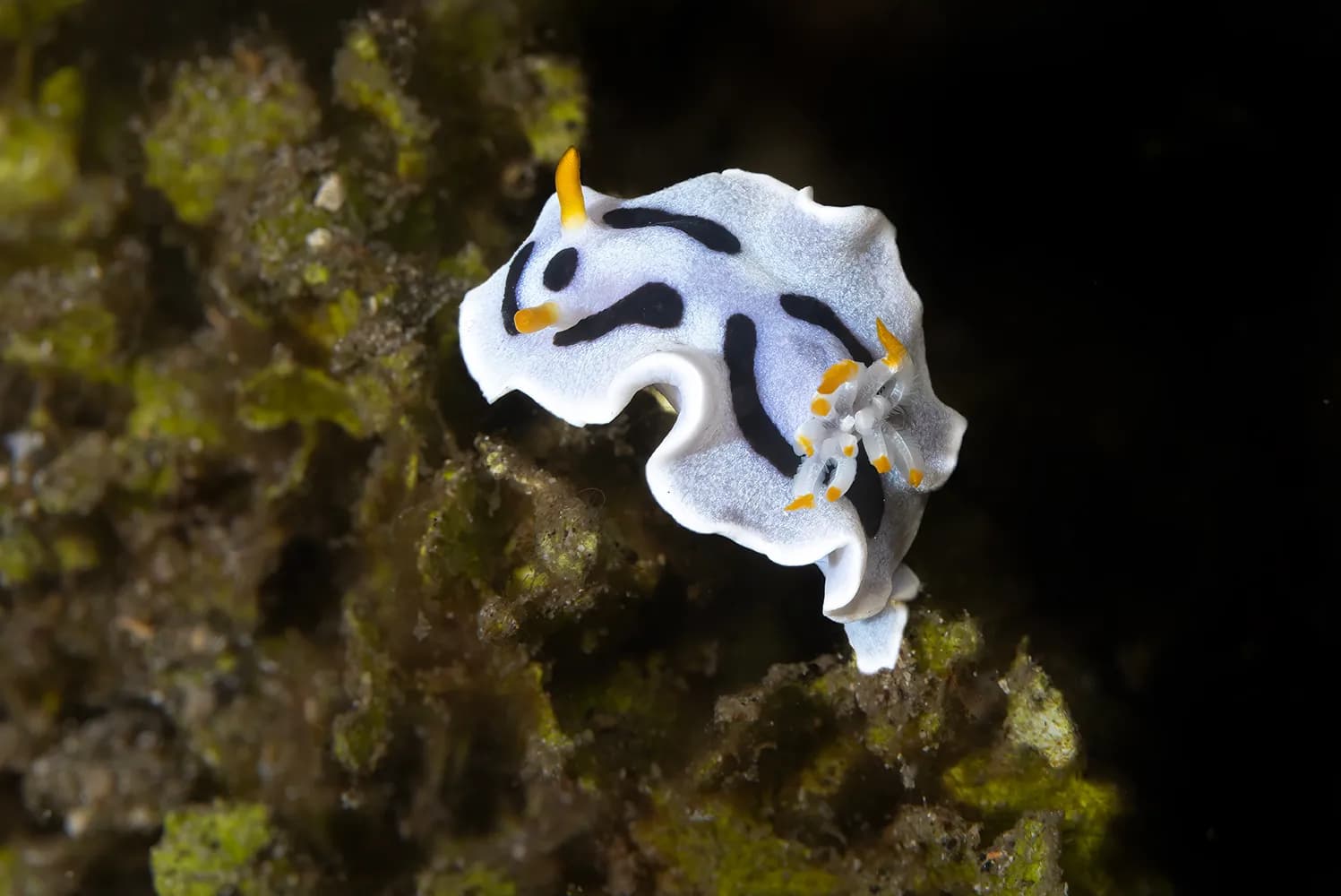 Chromodoris dianae