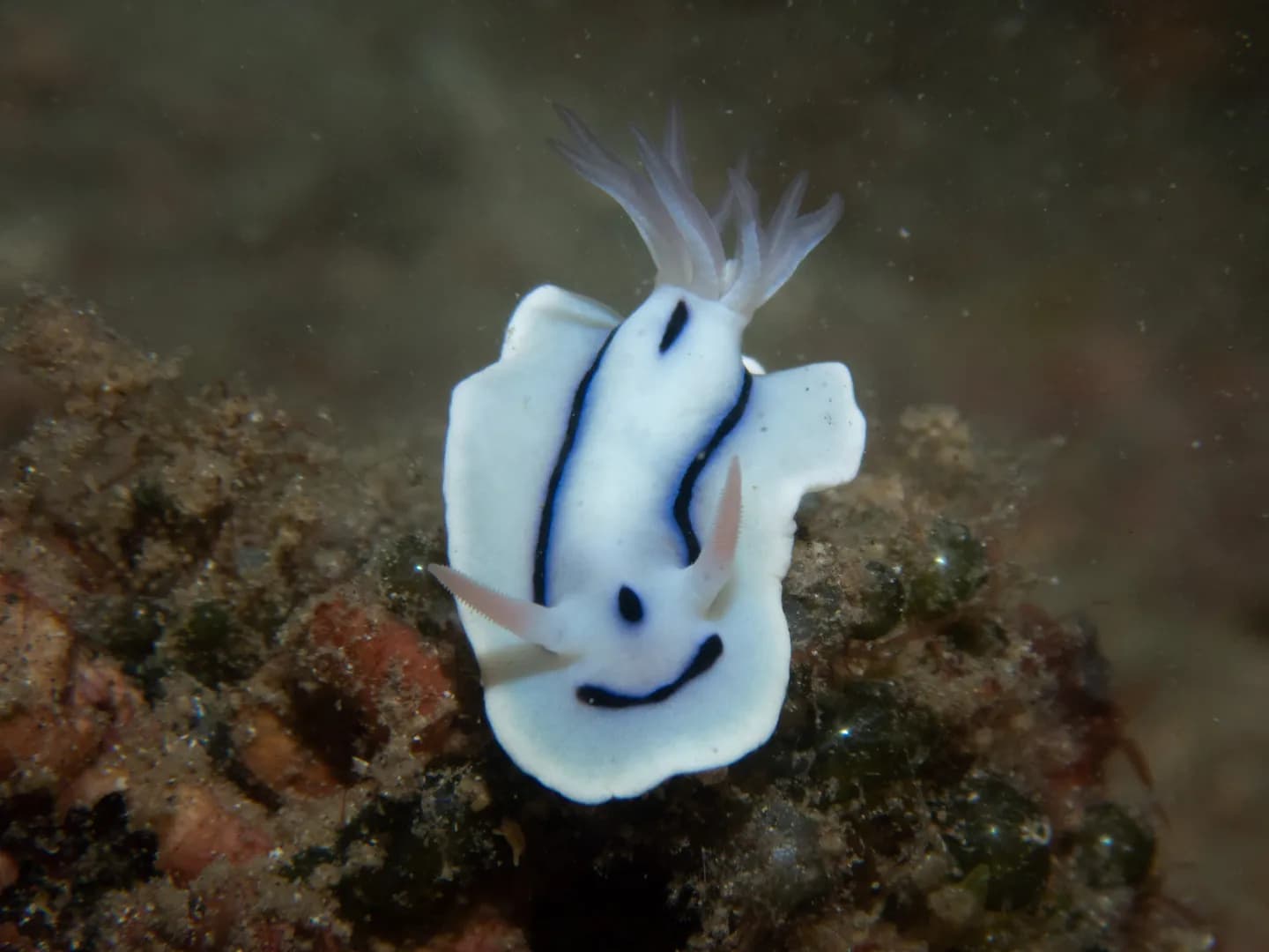 Chromodoris lochi