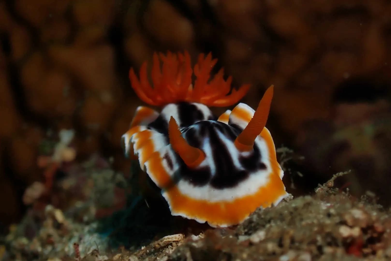 Chromodoris magnifica