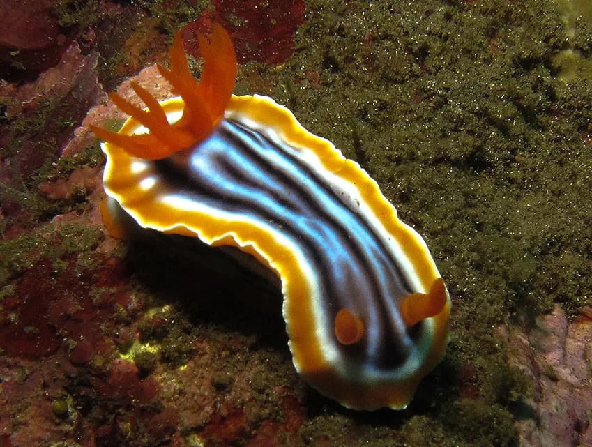 Chromodoris magnifica