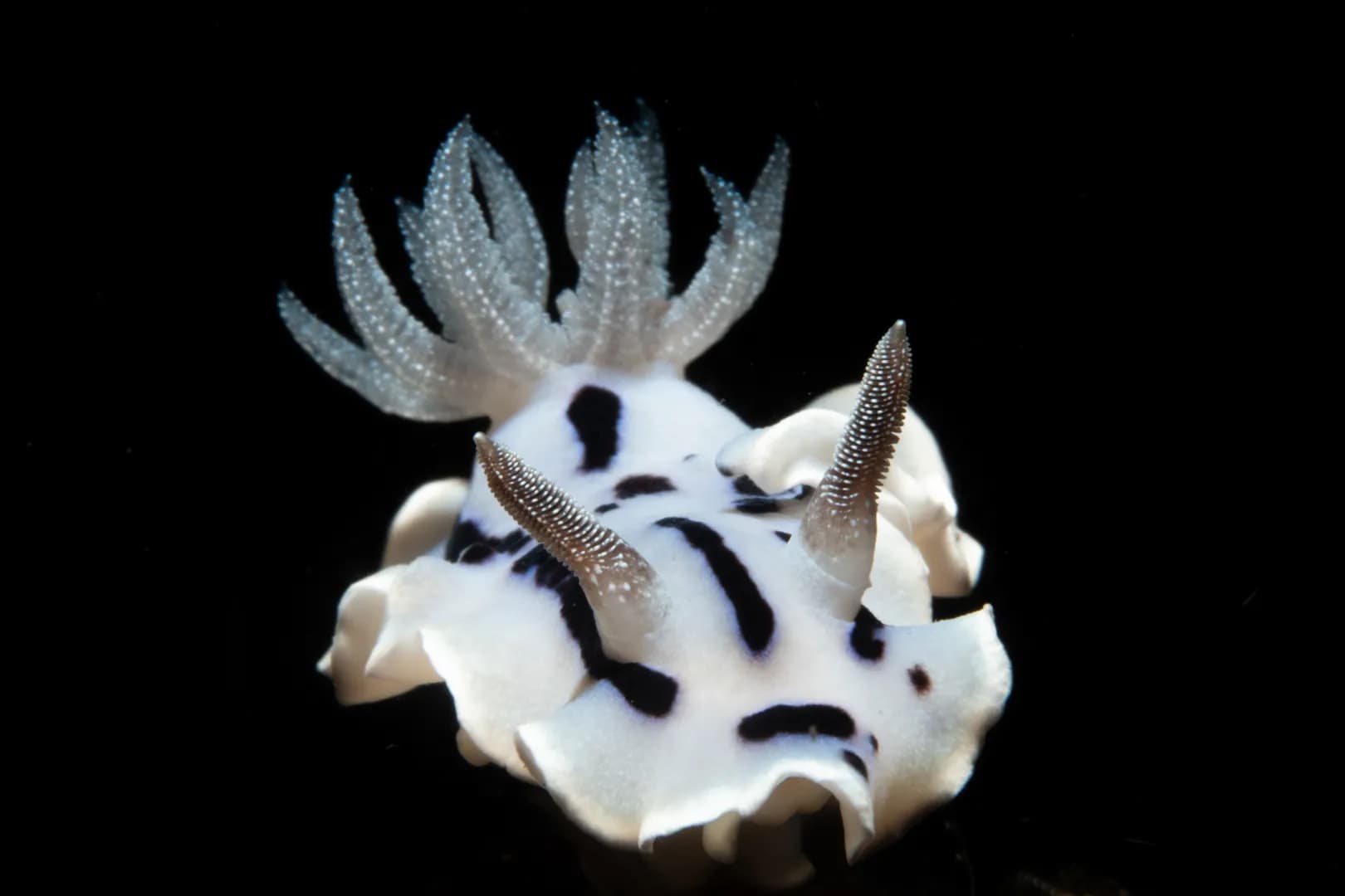 Chromodoris willani