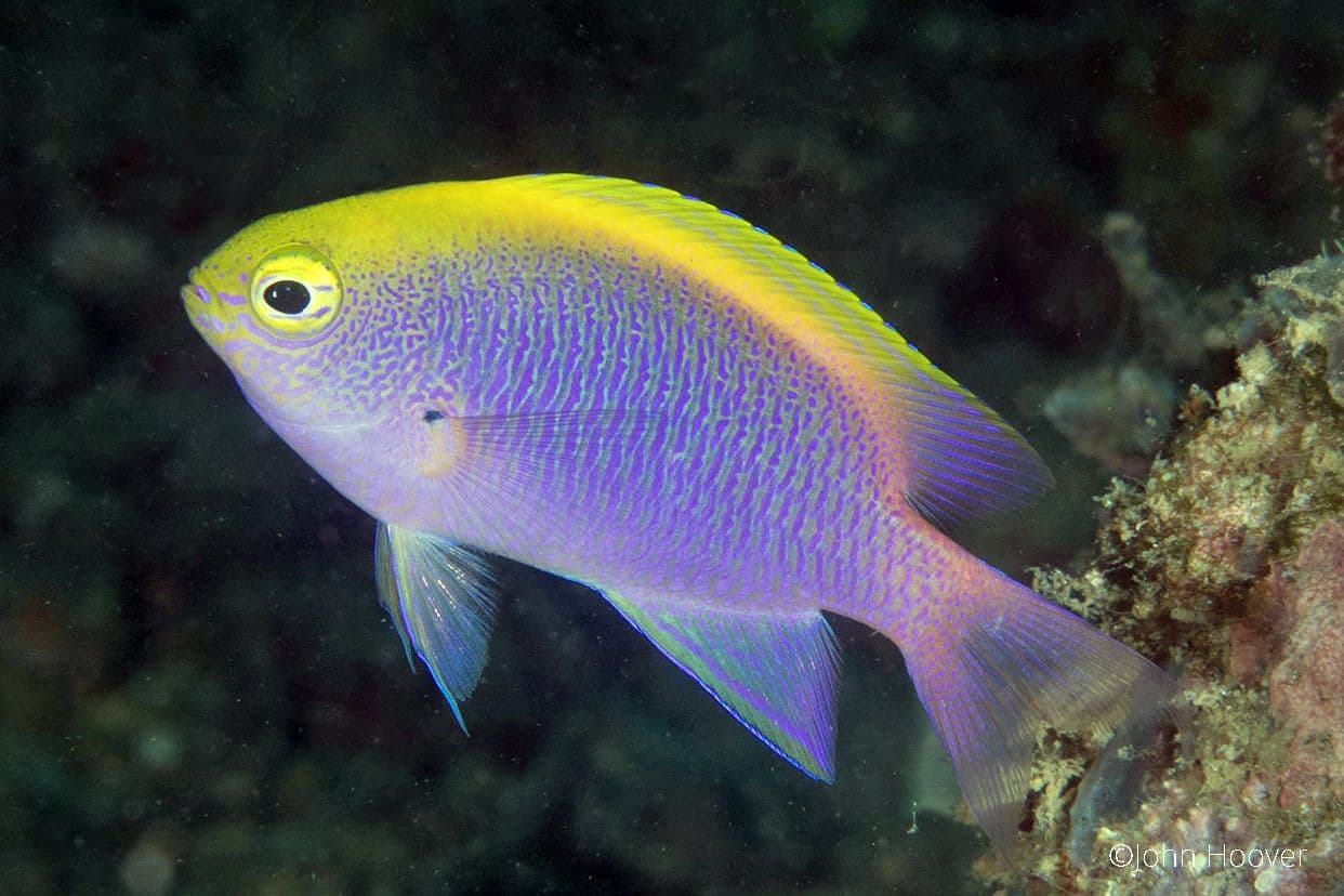 copyright Lembeh Resort