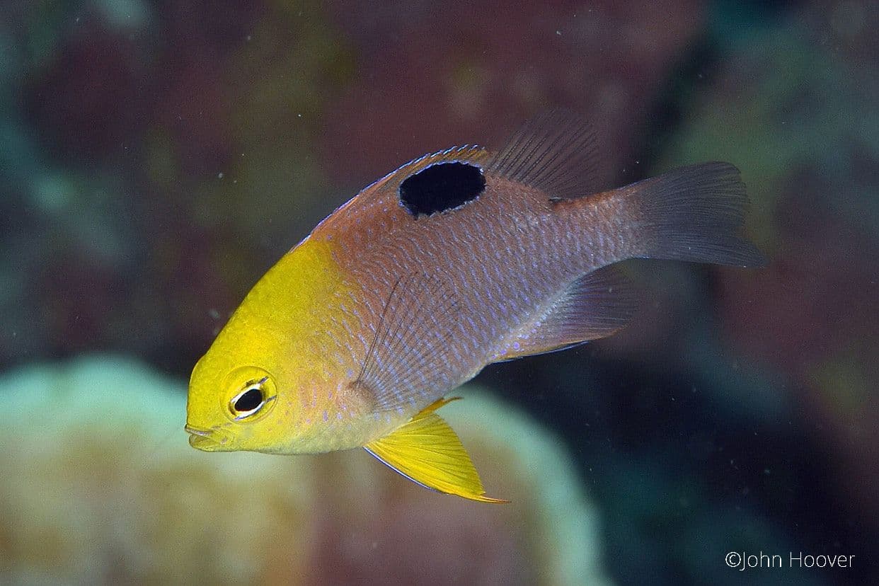 copyright Lembeh Resort