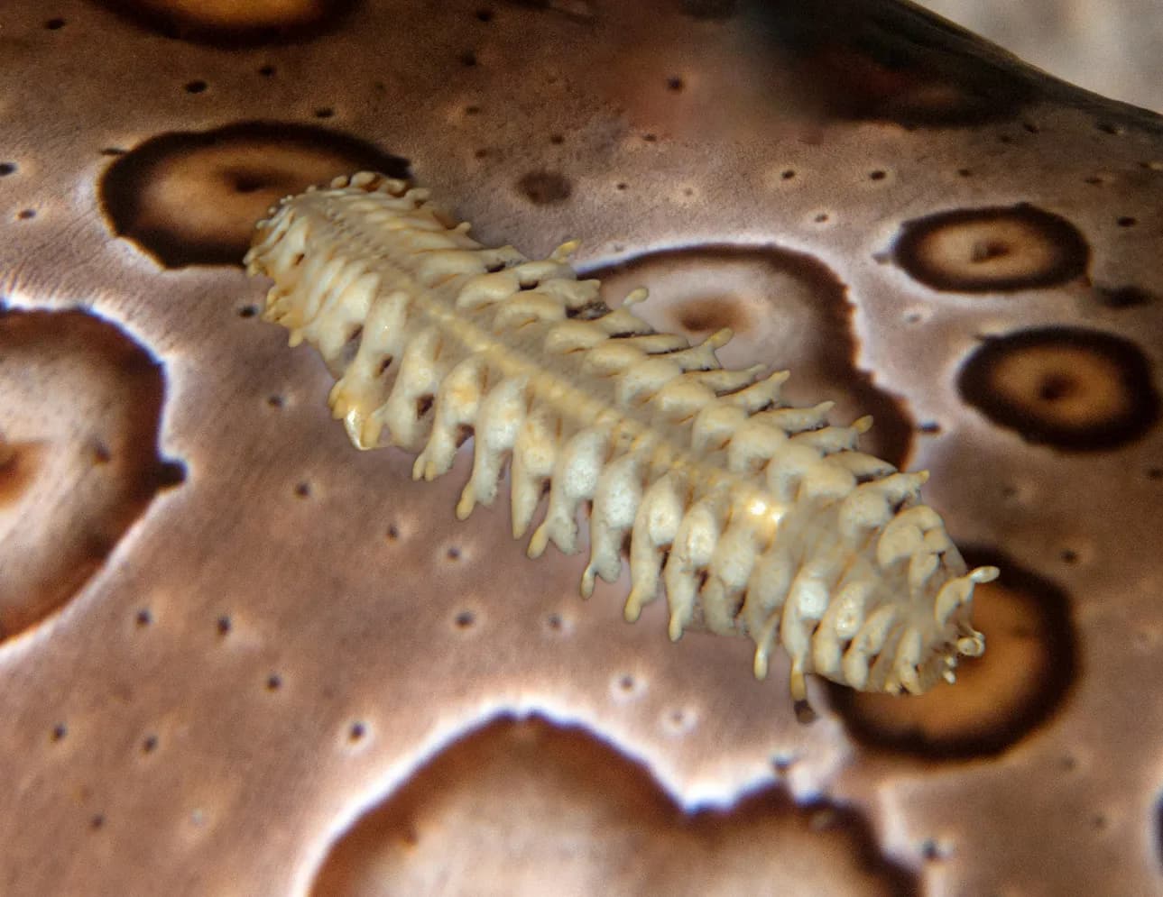 Gastrolepidia clavigera