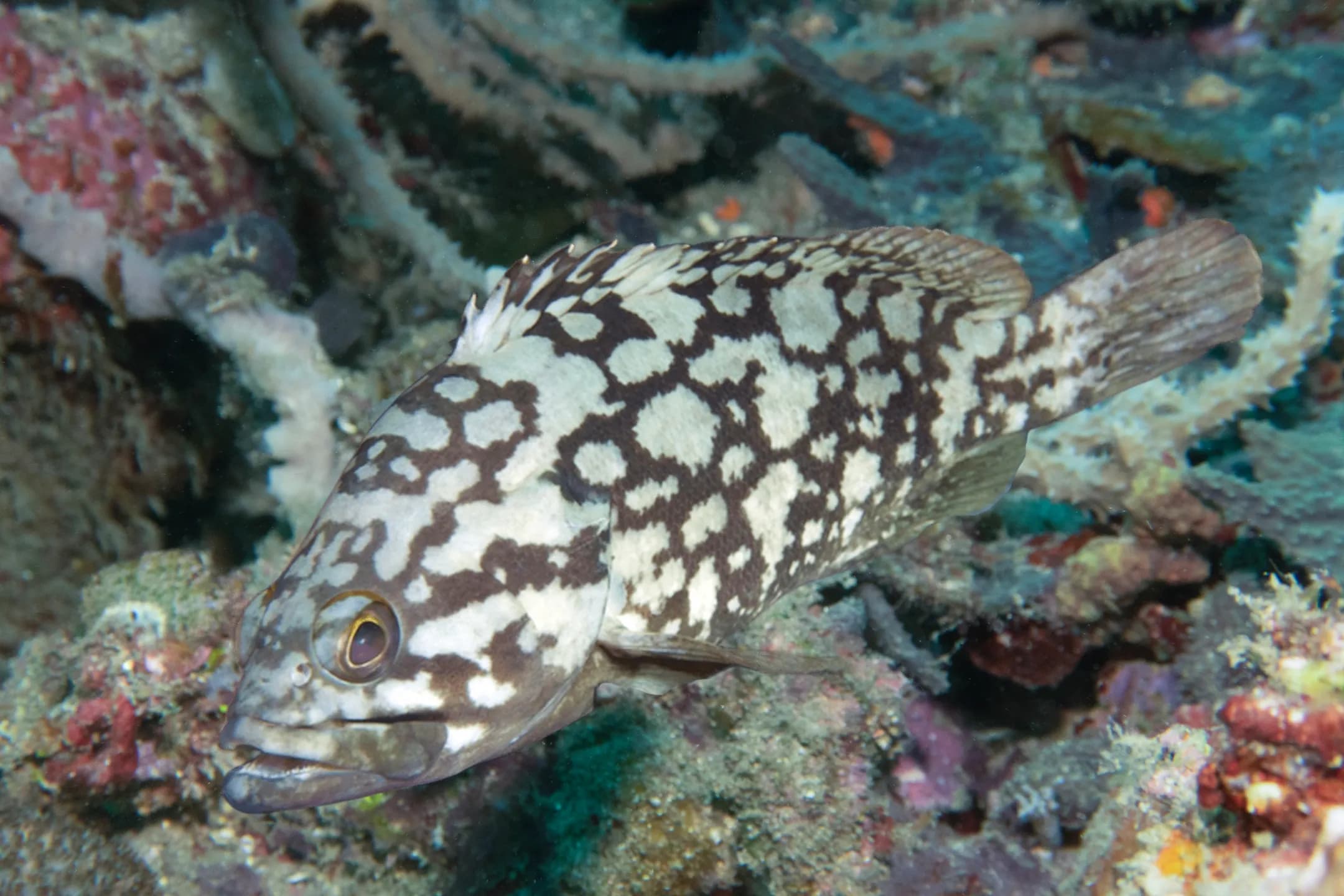 Epinephelus erythrurus