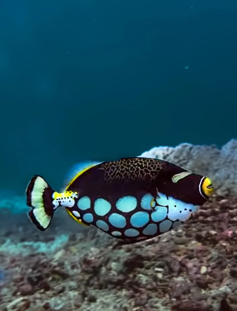 Balistoides conspicillum