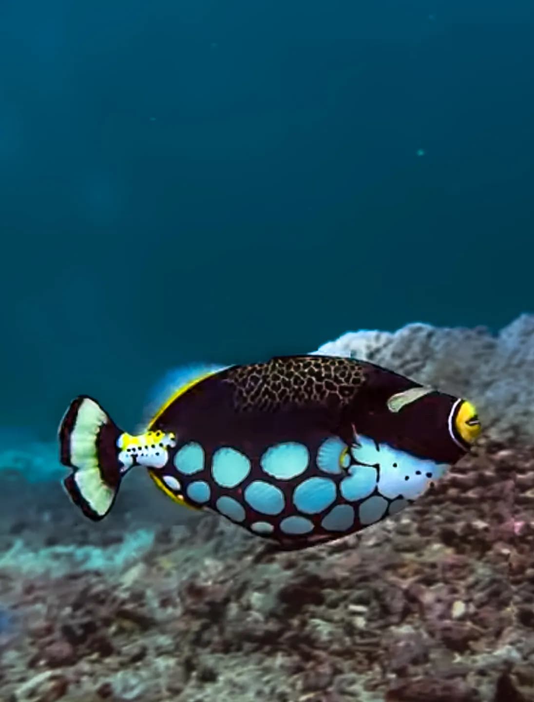 Balistoides conspicillum