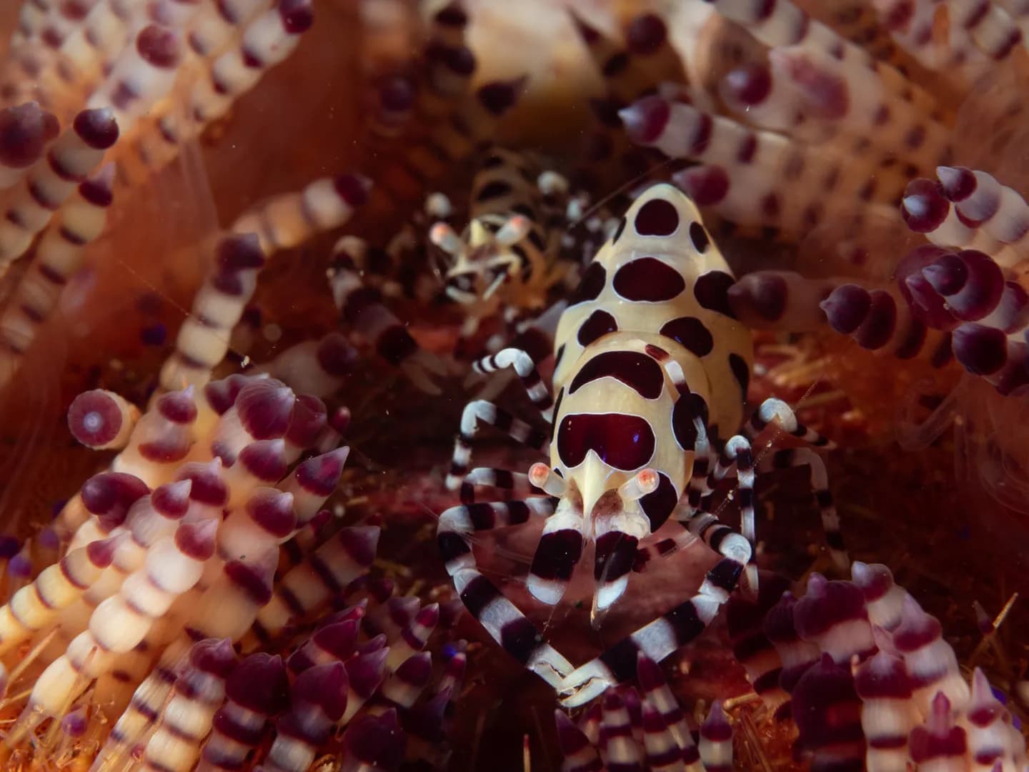 Periclimenes colemani