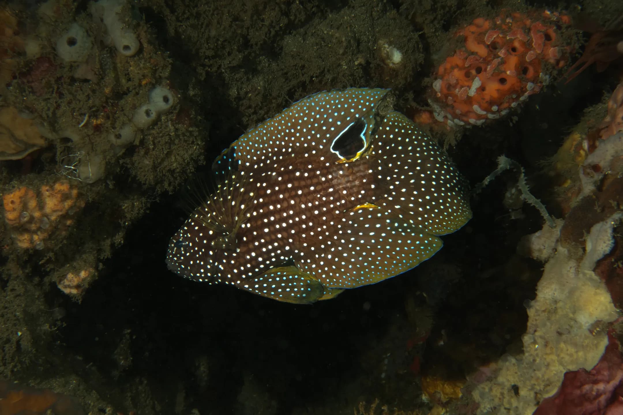 Calloplesiops altivelis