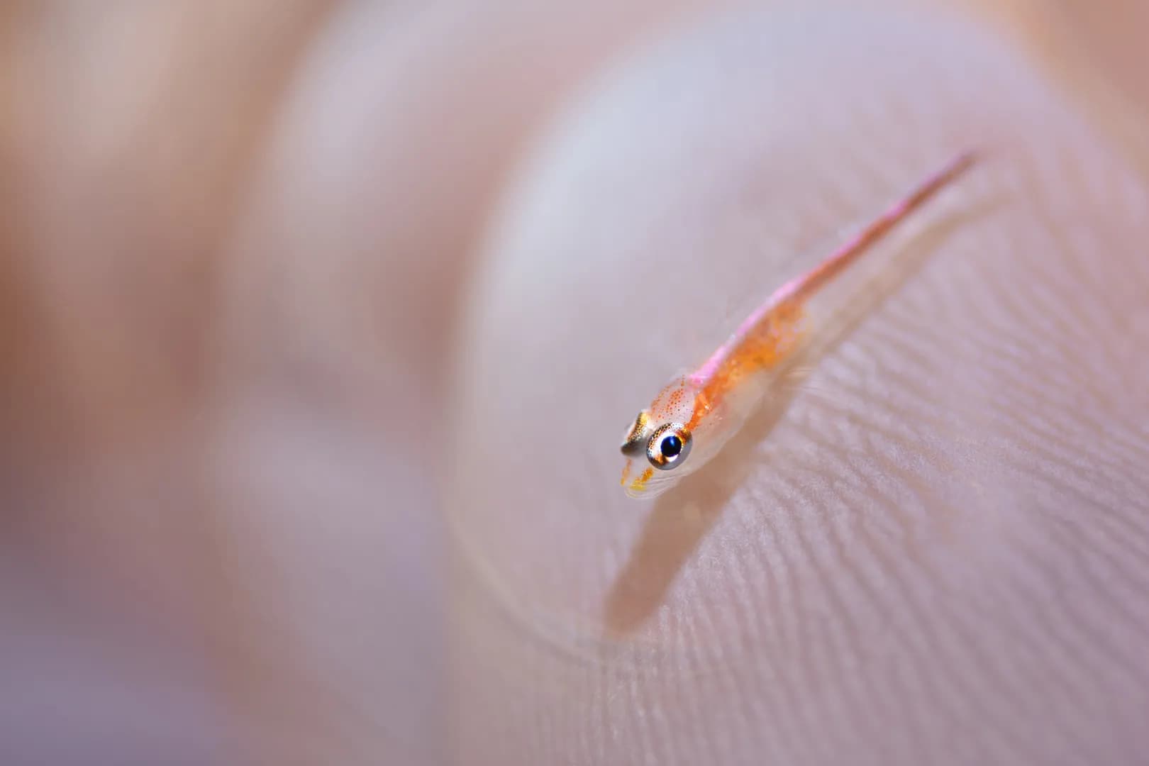 Pleurosicya mossambica