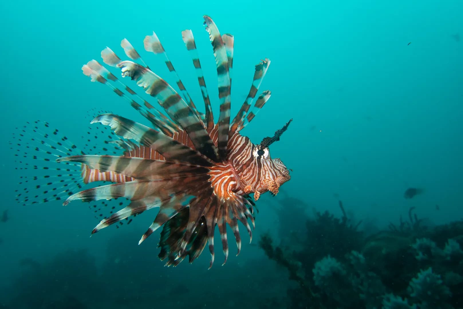 Pterois volitans