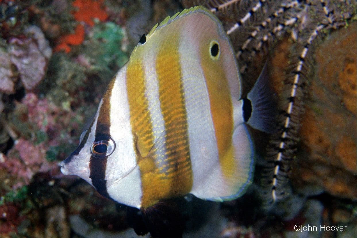 copyright Lembeh Resort