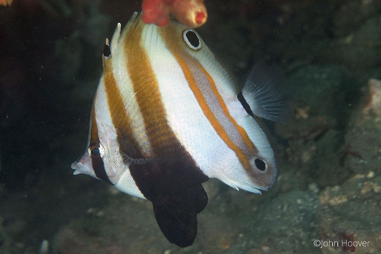 copyright Lembeh Resort