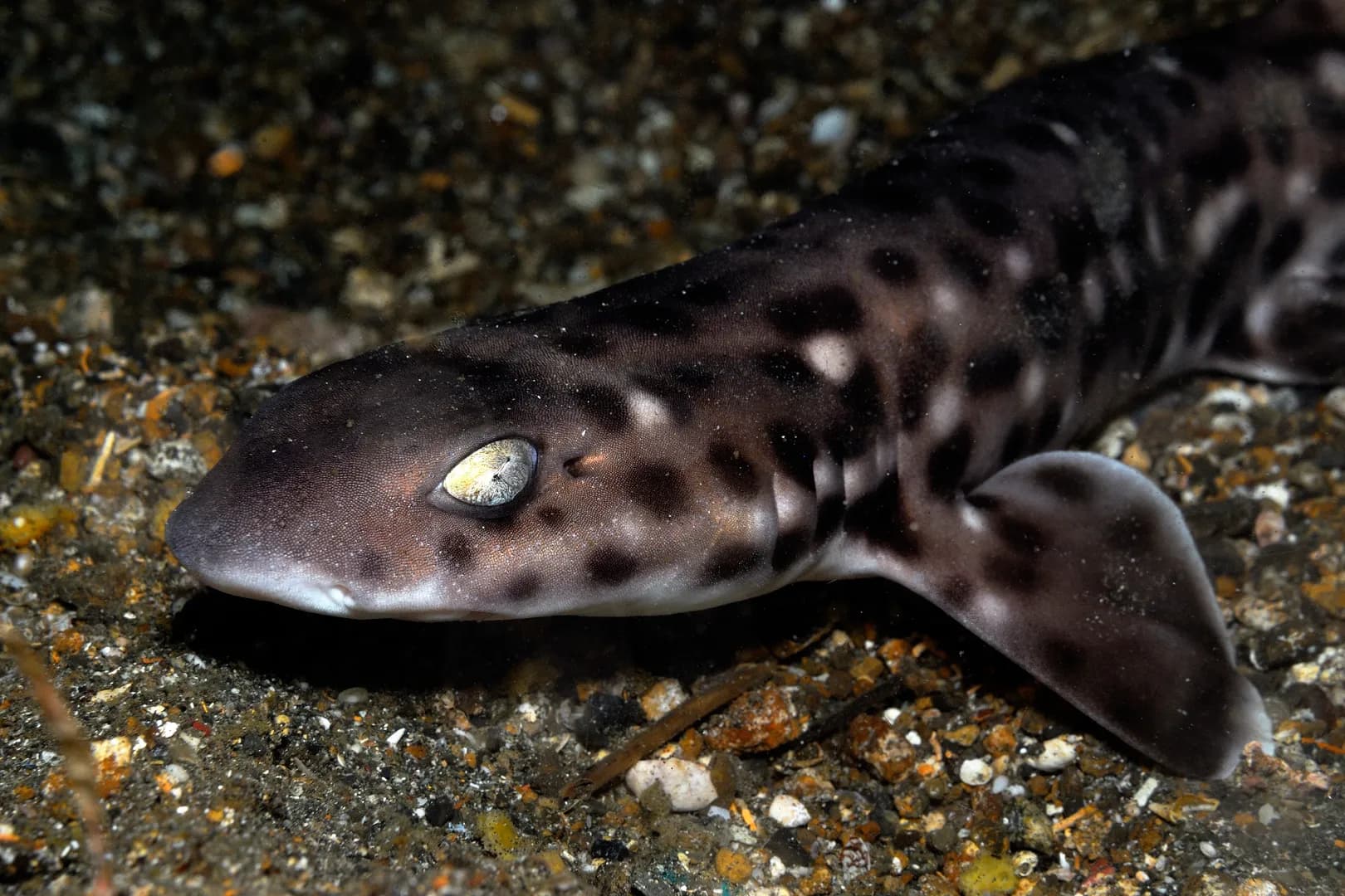 Atelomycterus mamoratus