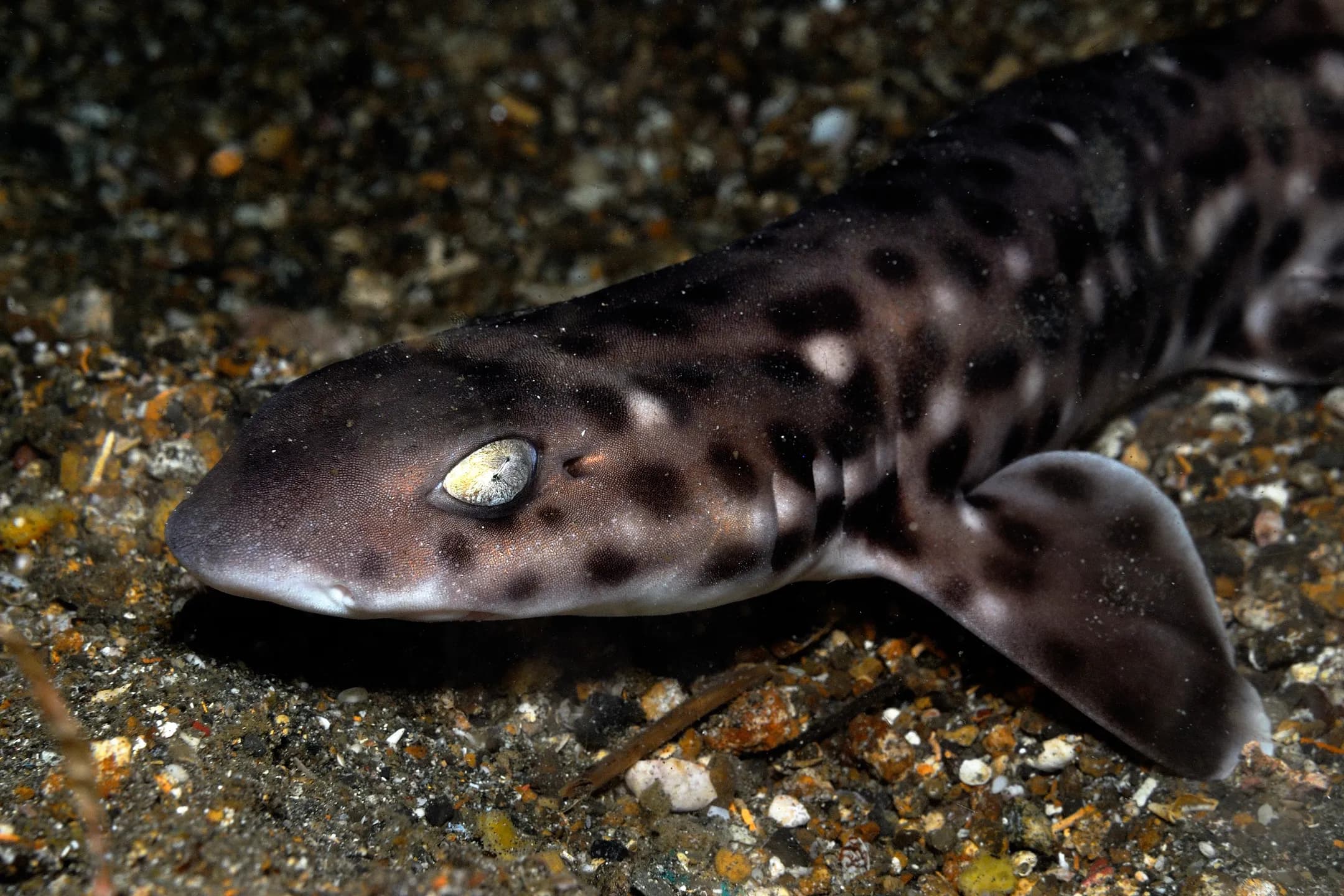 Atelomycterus mamoratus