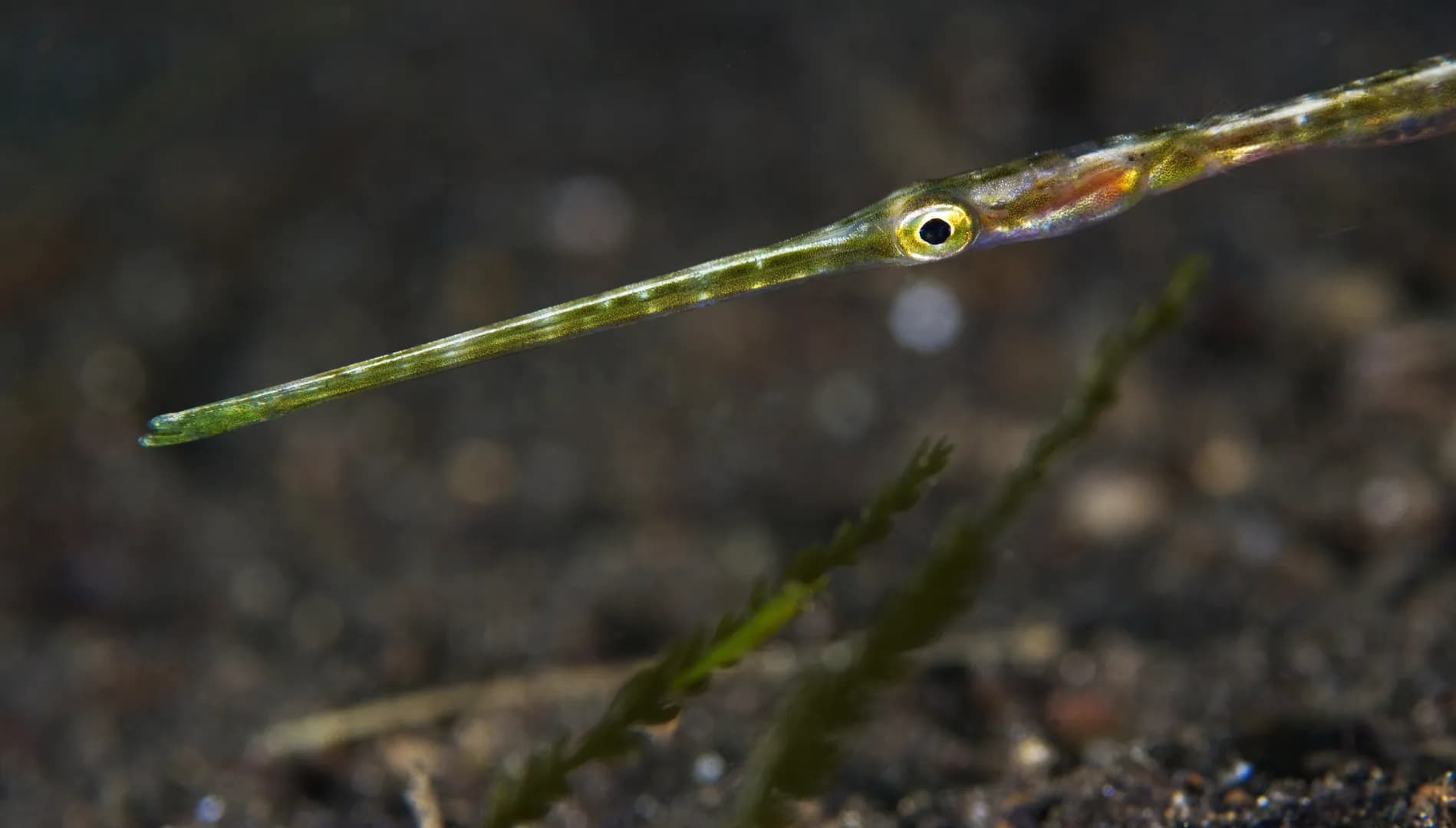 Fistularia commersonii