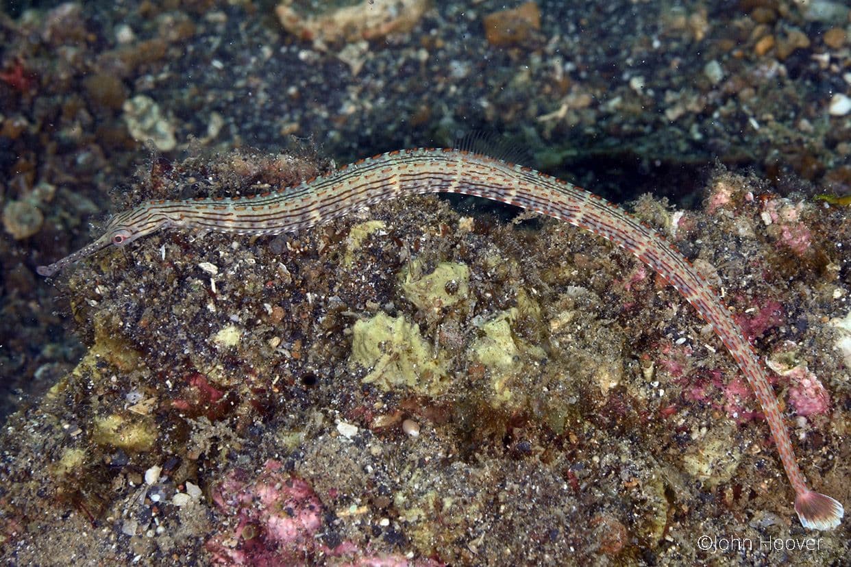 copyright Lembeh Resort
