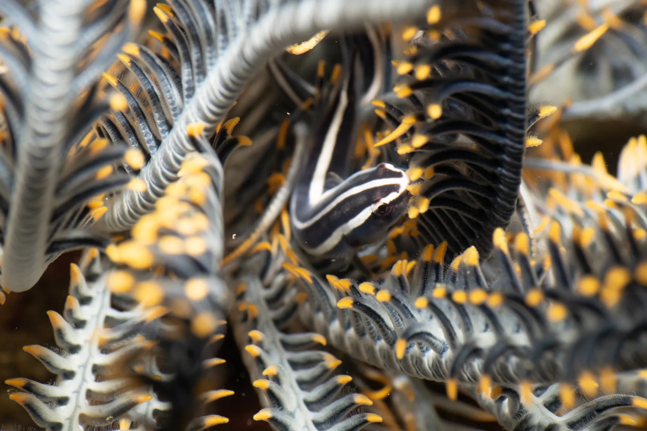 Discotrema crnophila