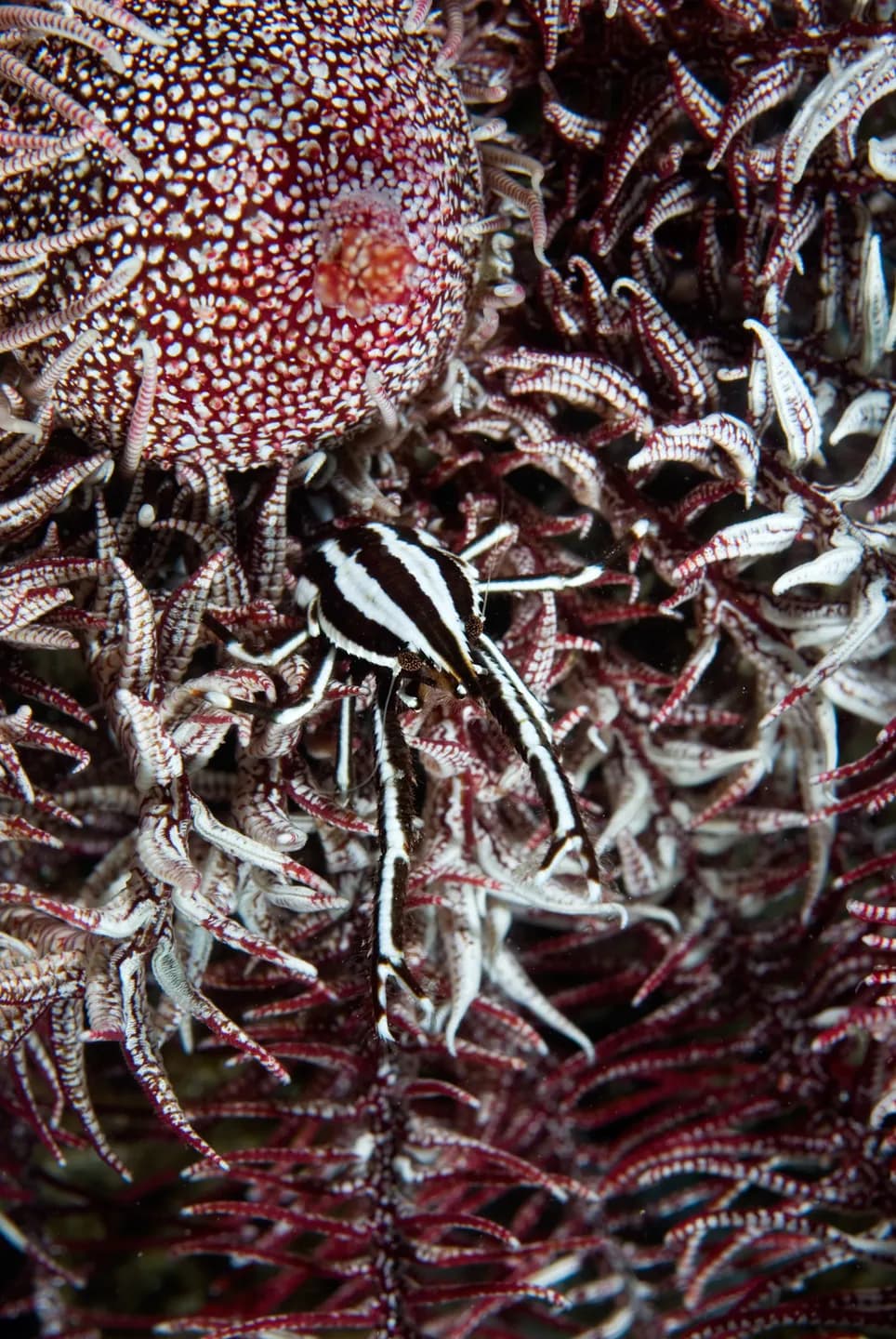 Allogalathea elegans