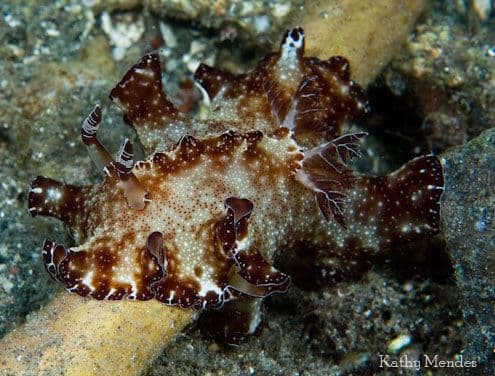 copyright Kathy Mendes