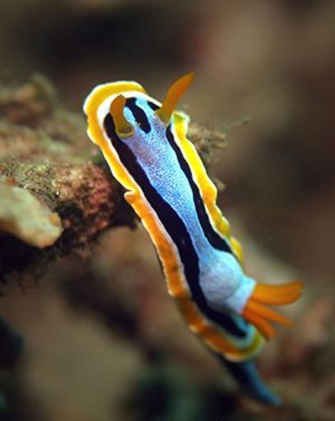 Chromodoris elisabethina