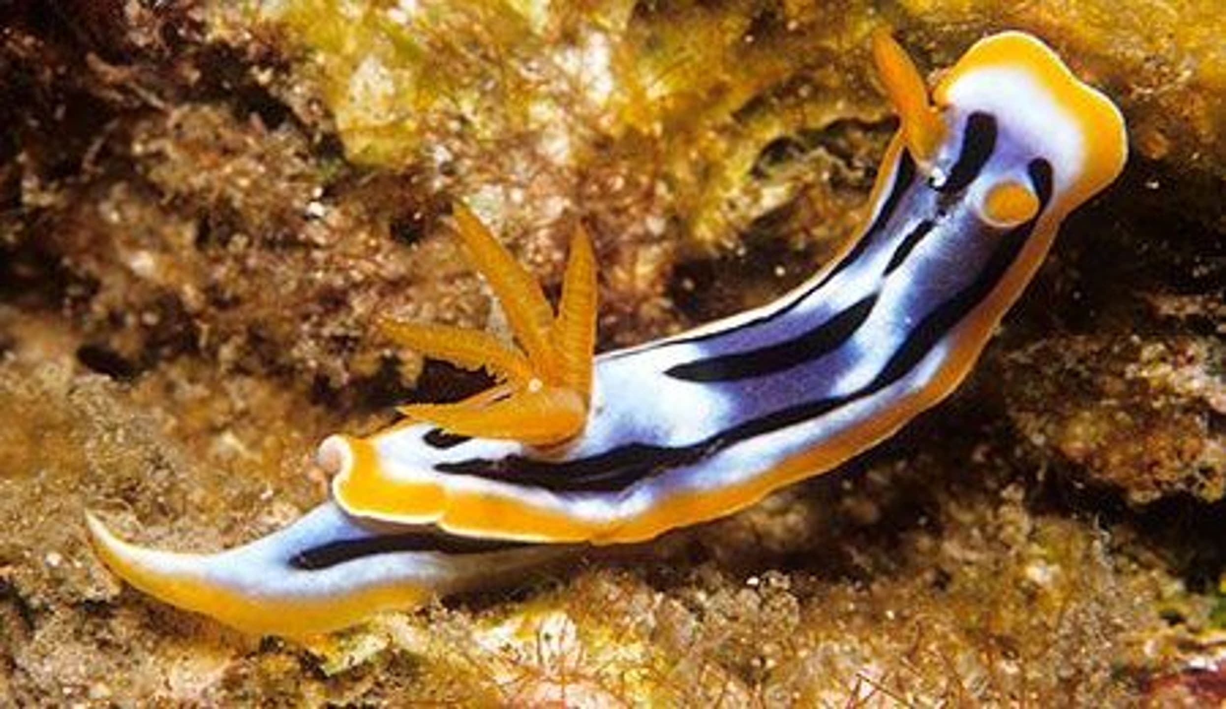 Chromodoris strigata