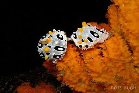 copyright Ross Hugh