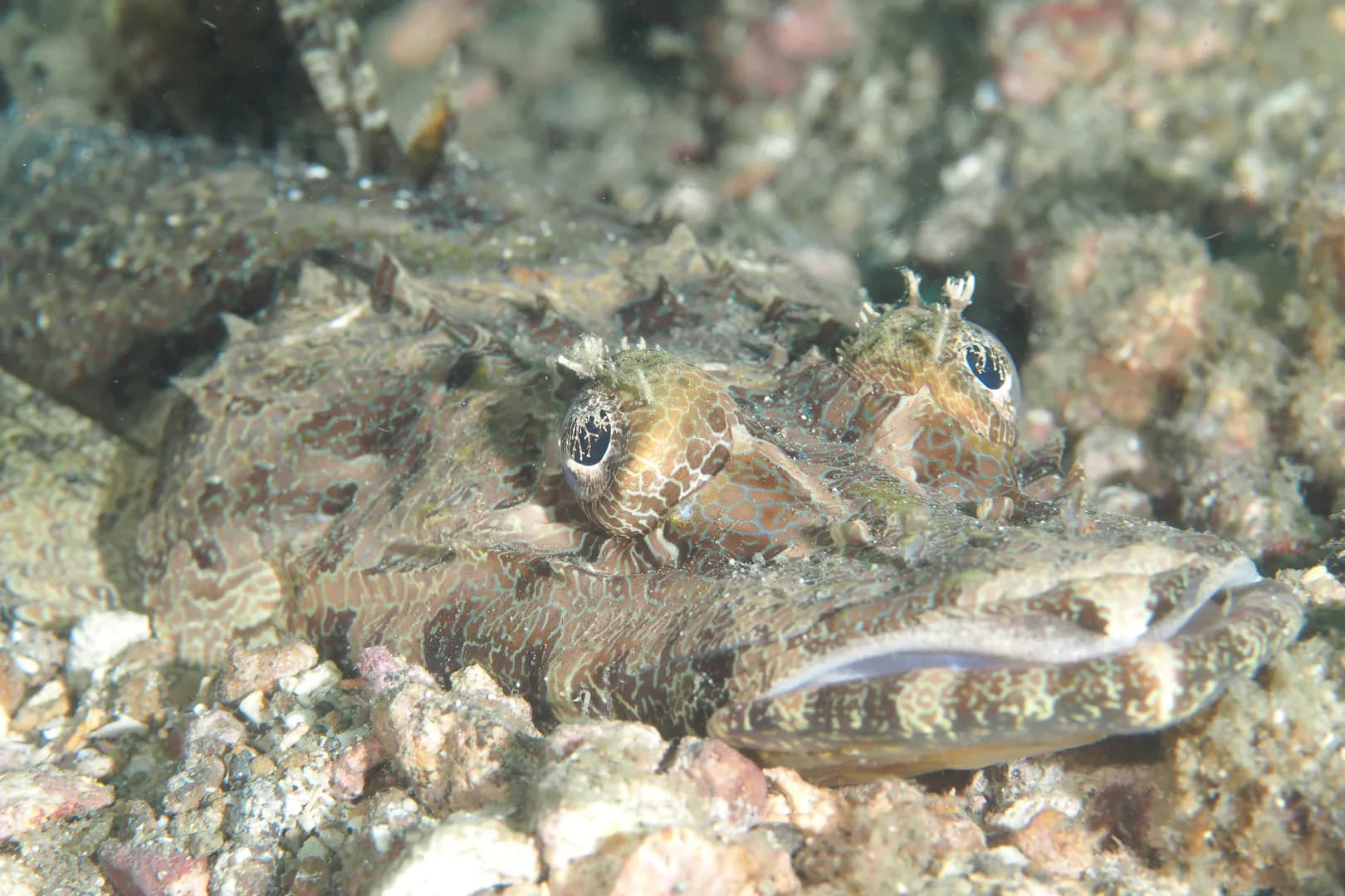 Cymbacephalus beauforti