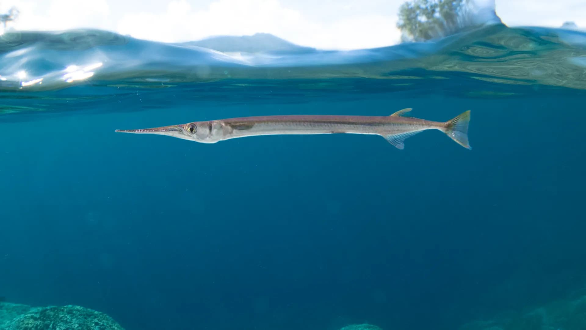 Tylosurus crocodilus