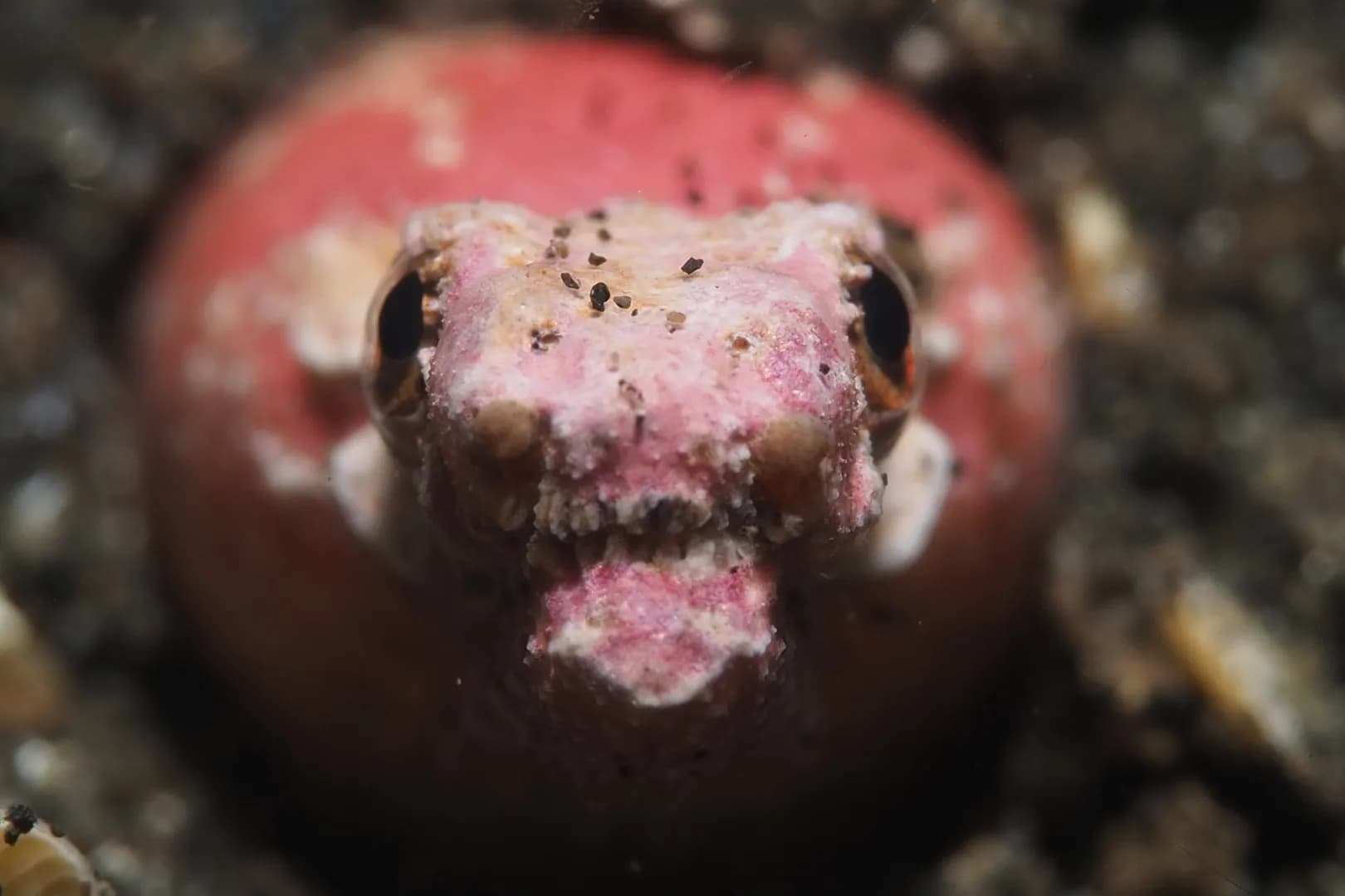 Branchysomophis crocodilinus