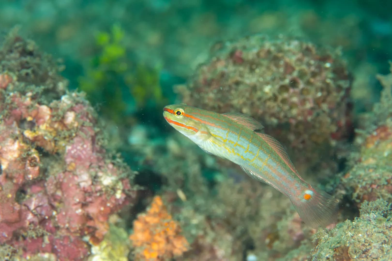 Amblygobius decussatus