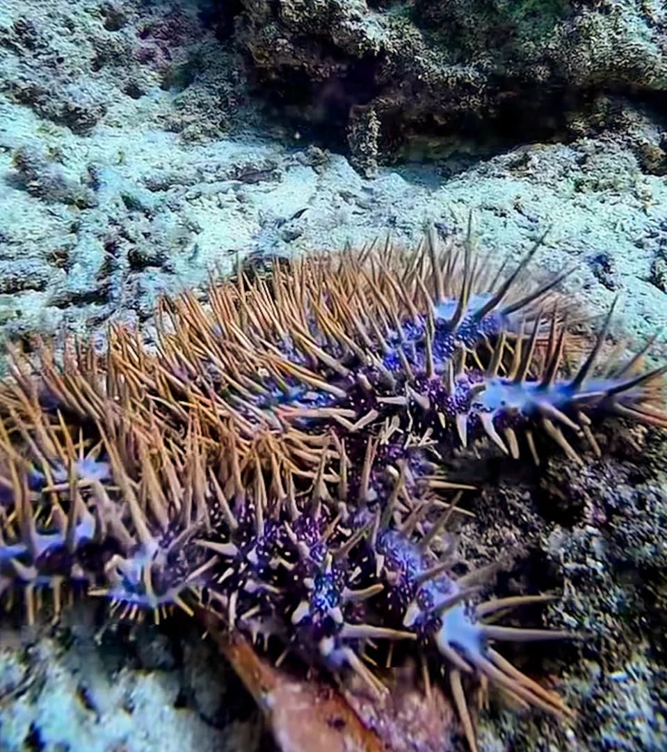 Acanthaster planci