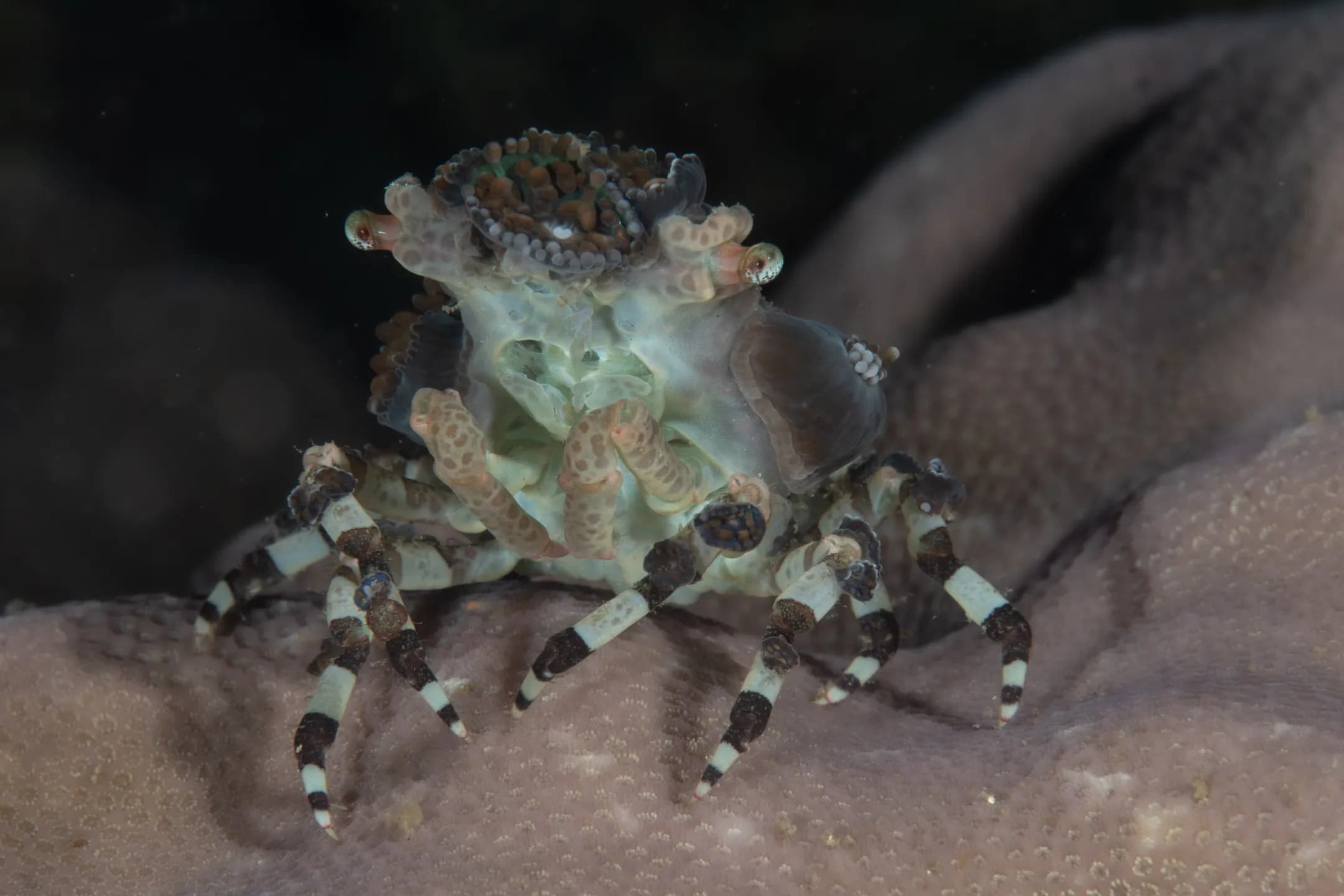 Cyclocoeloma tuberculatum