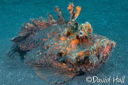 copyright David Hall