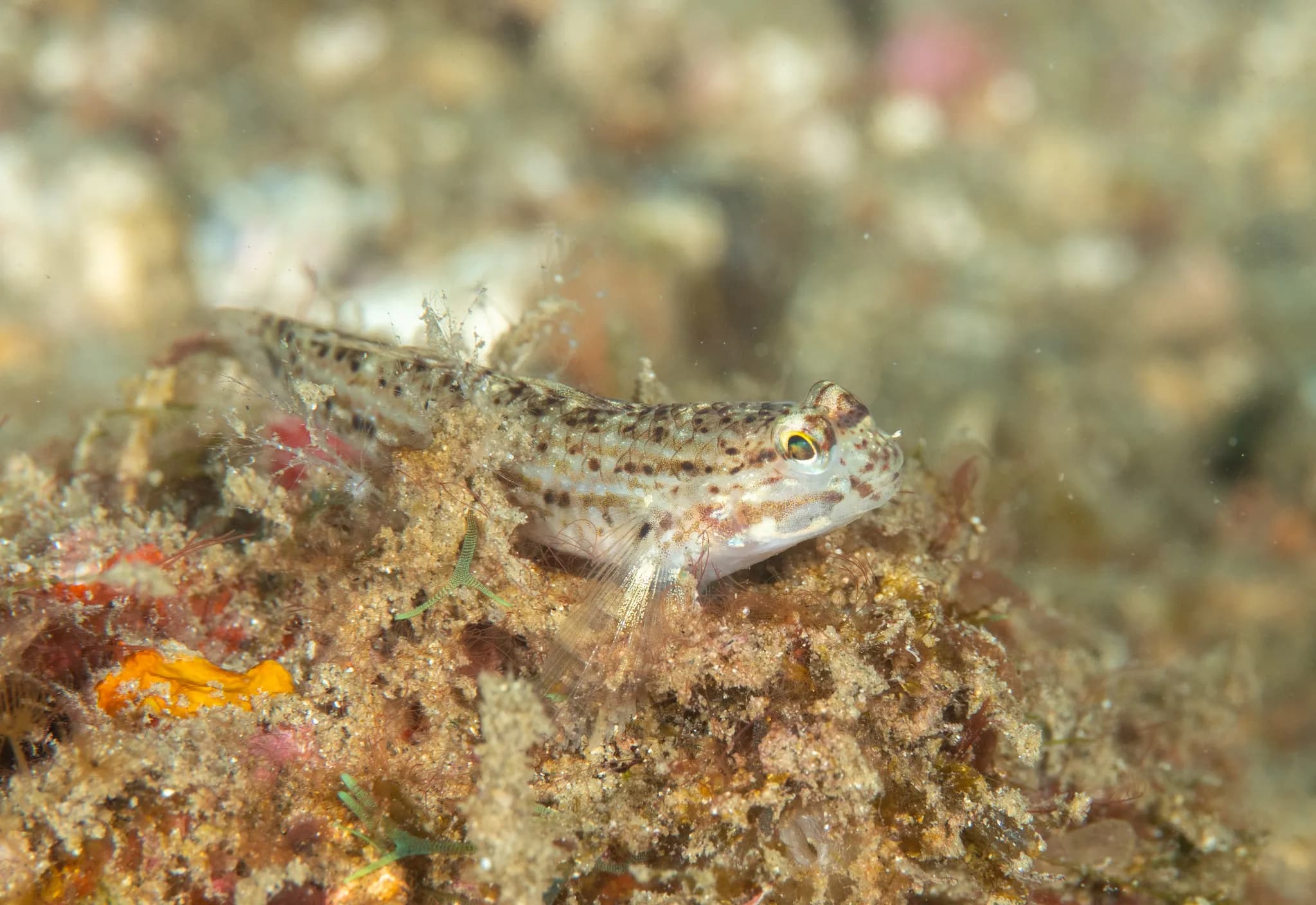 Istigobius decoratus