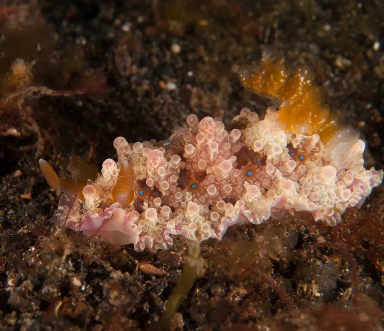 Dendrodoris denisoni