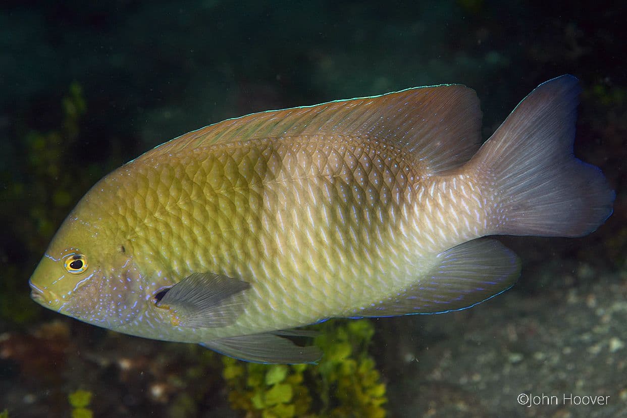 copyright Lembeh Resort
