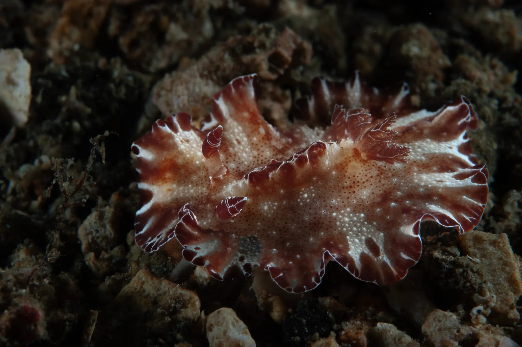 Discodoris boholiensis