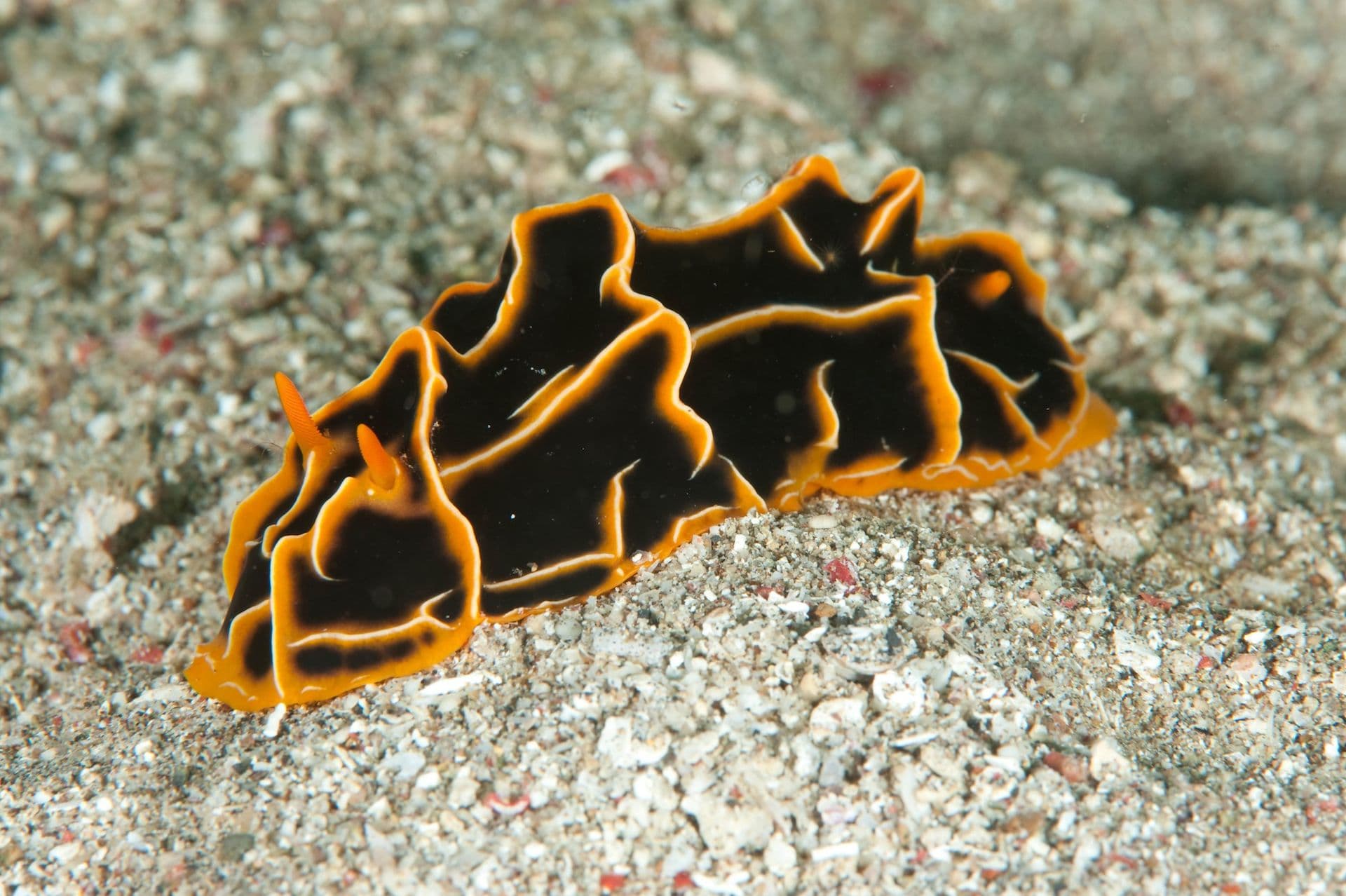 copyright Dive Staff