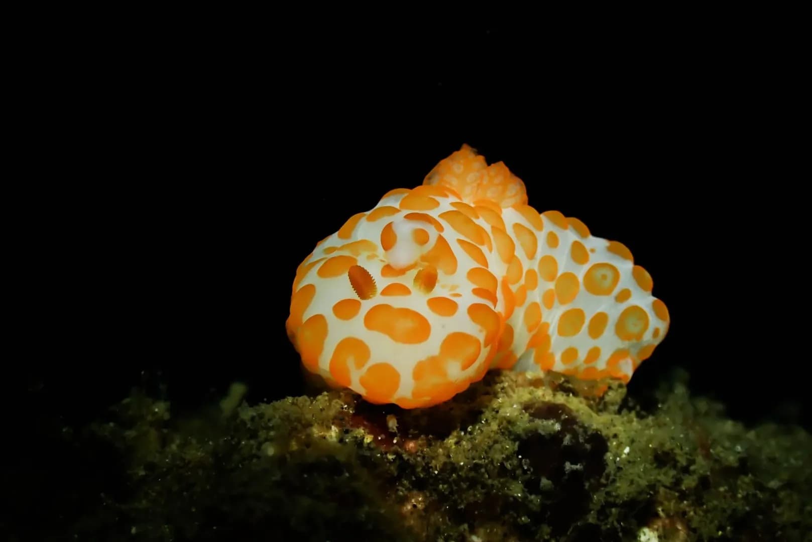 Beaded Sea Anemone 