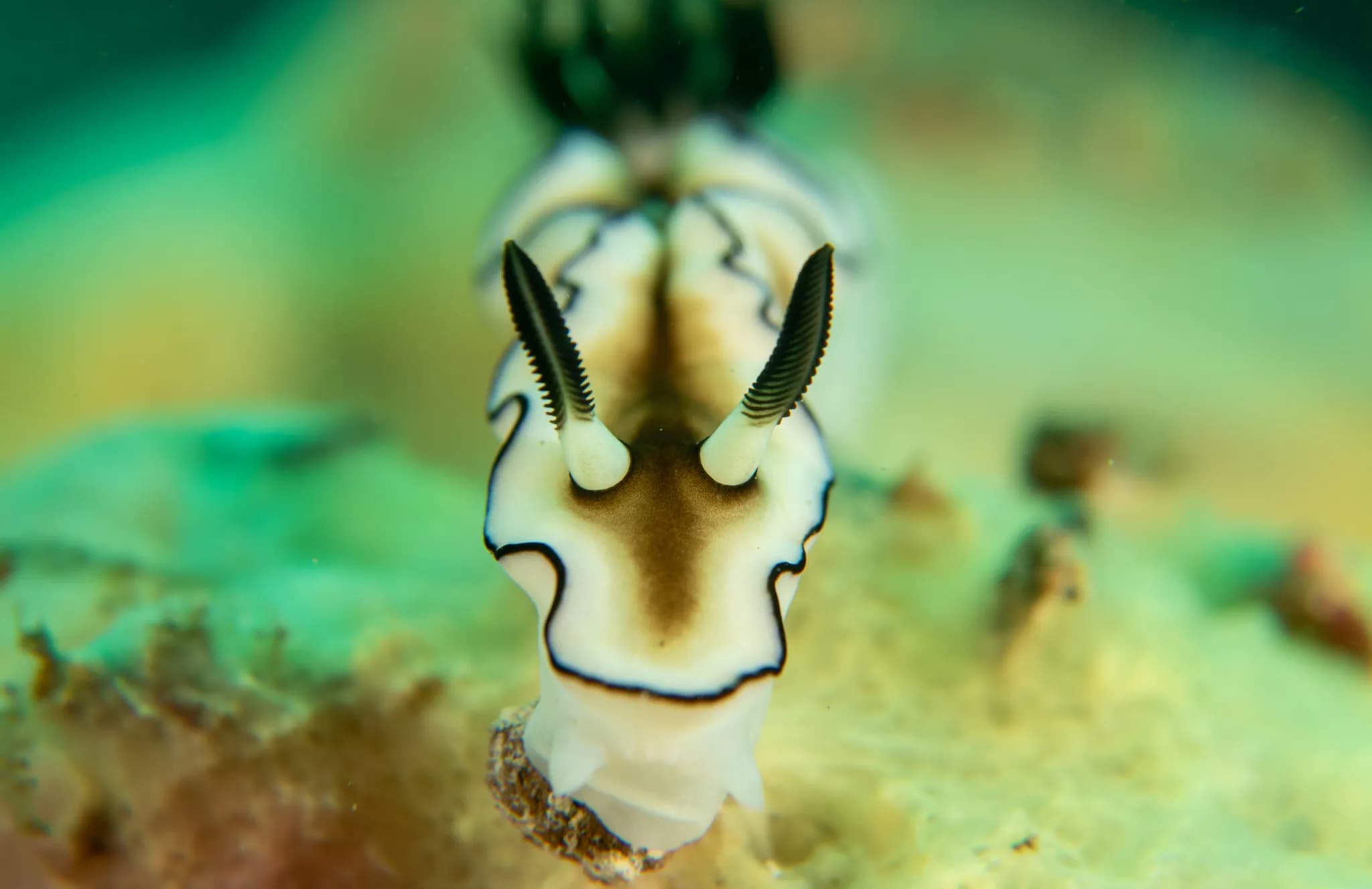 Doriprismatica atromarginata